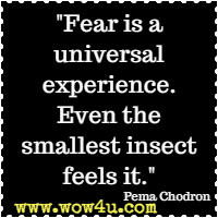 Fear is a universal experience. Even the smallest insect feels it. Pema Chodron