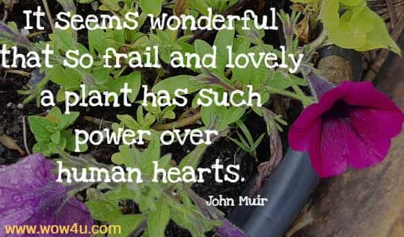 It seems wonderful that so frail and lovely a plant has such power over human hearts.
 John Muir