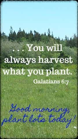 . . . You will always harvest what you plant. Galatians 6:7
  Good morning, plant lots today!